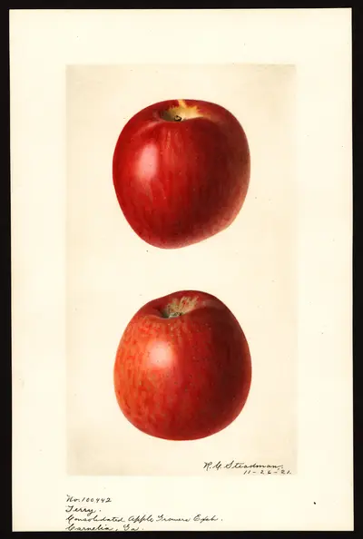 USDA watercolor illustration of Terry