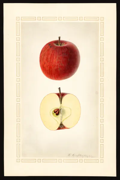 USDA watercolor illustration of Terry