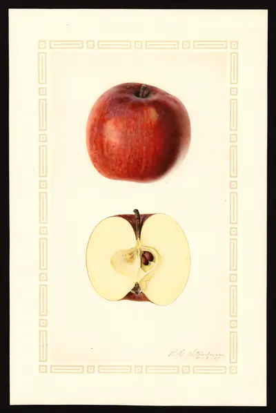 USDA watercolor illustration of Terry