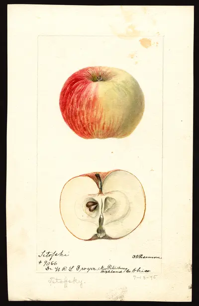 USDA watercolor illustration of July