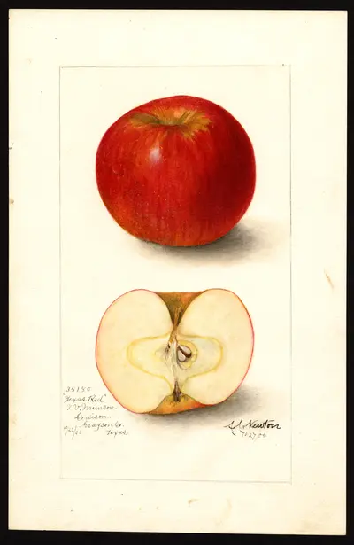 USDA watercolor illustration of Texas Red