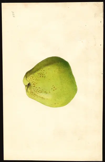 USDA watercolor illustration of Black Norman
