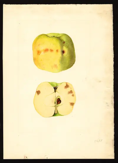 USDA watercolor illustration of York