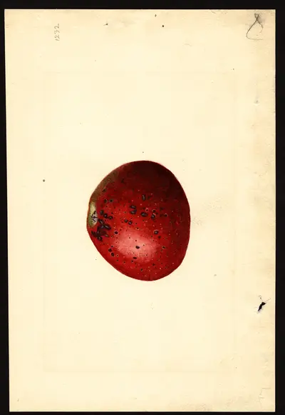USDA watercolor illustration of Stayman Winesap