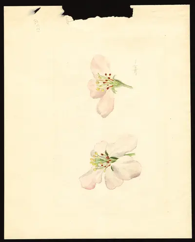 USDA watercolor illustration of York