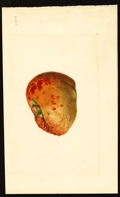 USDA watercolor illustration of Ben Davis