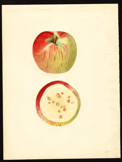 USDA watercolor illustration of Ben Davis