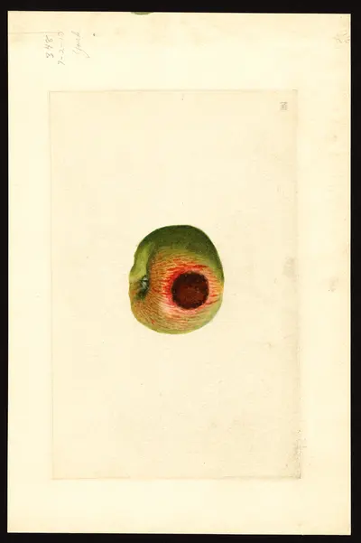 USDA watercolor illustration of York