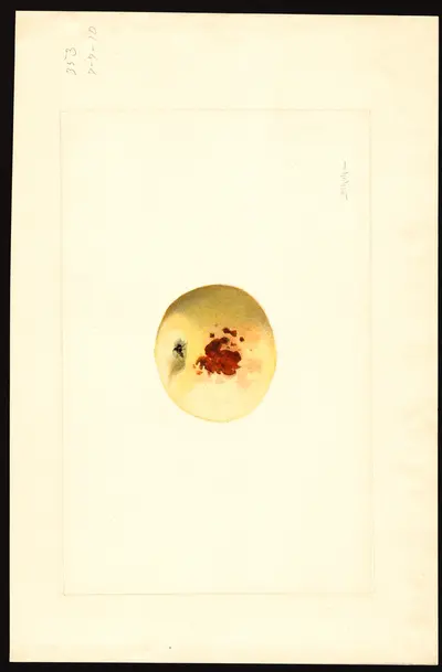 USDA watercolor illustration of Early Harvest