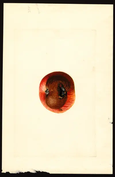 USDA watercolor illustration of Ben Davis