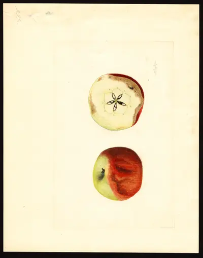 USDA watercolor illustration of York