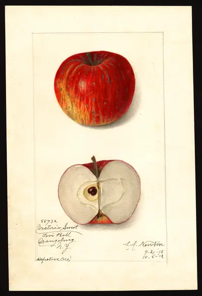 USDA watercolor illustration of Victoria Sweet