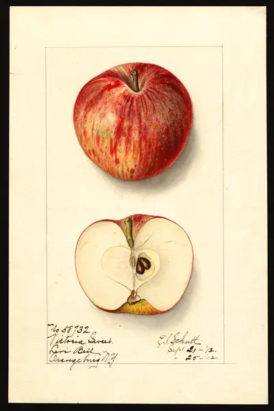 USDA watercolor illustration of Victoria Sweet
