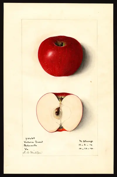 USDA watercolor illustration of Victoria Sweet