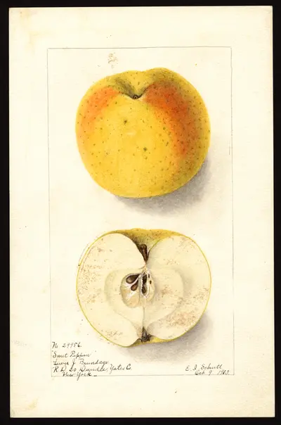 Watercolor of Sweet Pippin