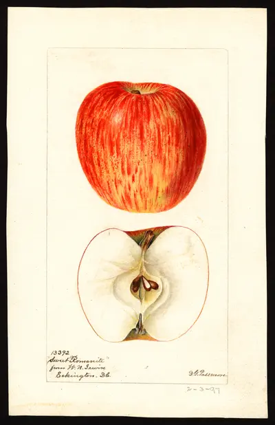 Watercolor of Sweet Romanite