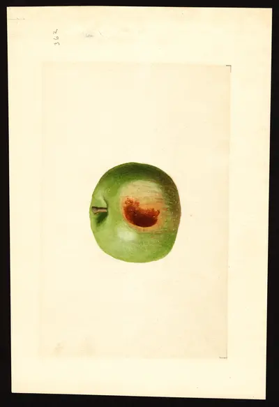 USDA watercolor illustration of York