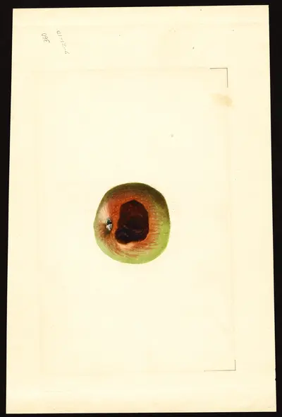 USDA watercolor illustration of York