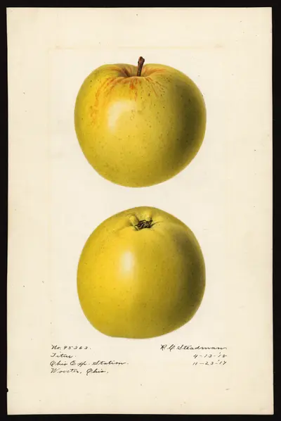 USDA watercolor illustration of Titus
