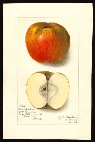 USDA watercolor illustration of Titus Pippin