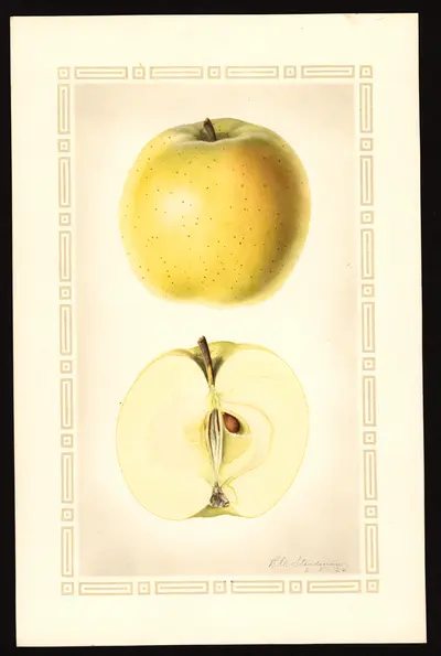USDA watercolor illustration of Titus Pippin