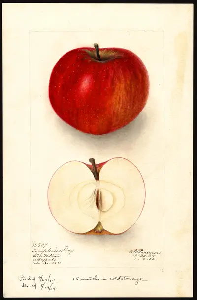 USDA watercolor illustration of Tompkins King