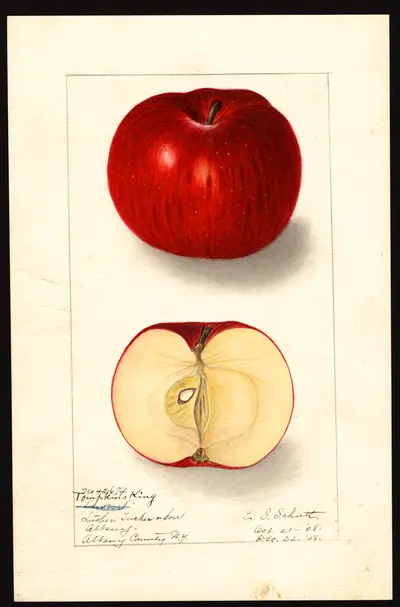 USDA watercolor illustration of Tompkins King