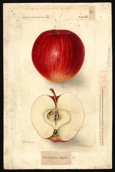 USDA watercolor illustration of DELICIOUS