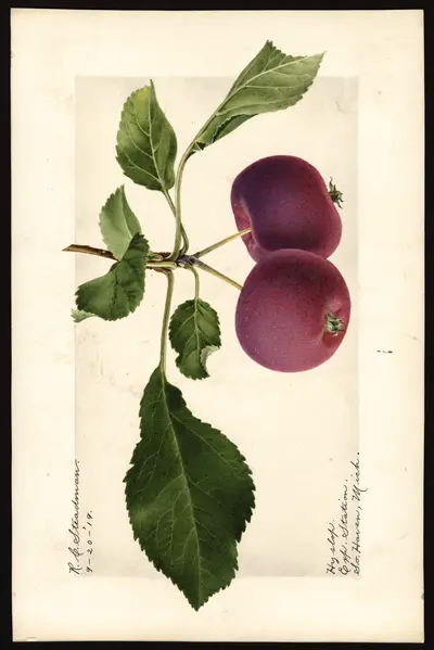 Watercolor of Hyslop