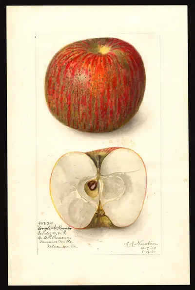 USDA watercolor illustration of Domine