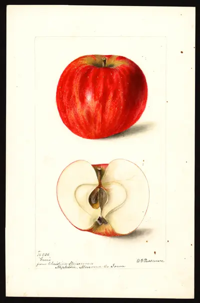 USDA watercolor illustration of Gano