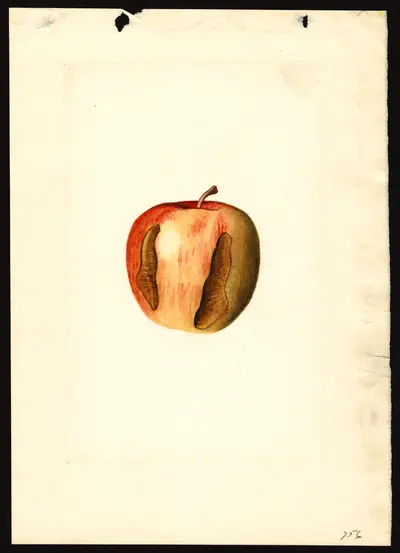 USDA watercolor illustration of Jonathan