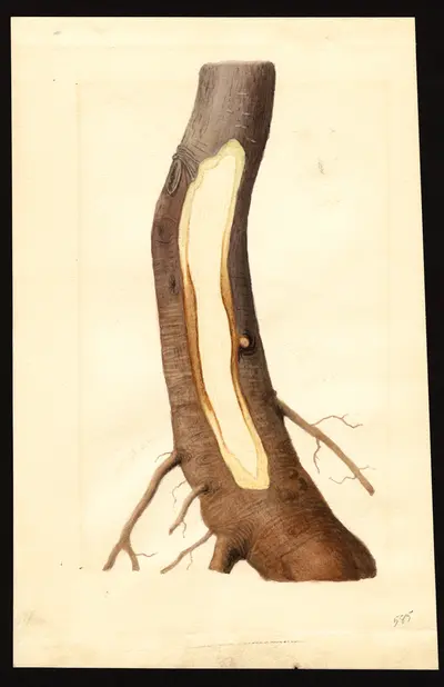 USDA watercolor illustration of Maiden's Blush