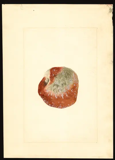 USDA watercolor illustration of Esopus Spitzenberg