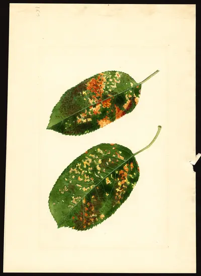 USDA watercolor illustration of Gravenstein