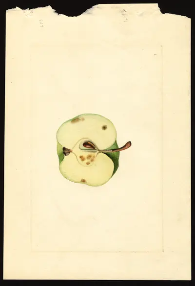 USDA watercolor illustration of Yellow Newtown