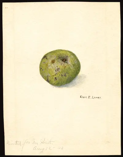 USDA watercolor illustration of Primate