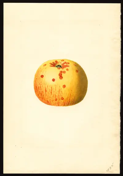 USDA watercolor illustration of Rome