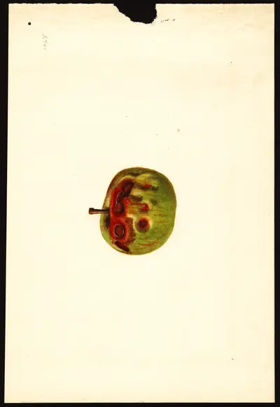 USDA watercolor illustration of Stayman Winesap