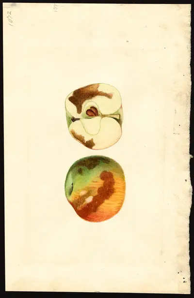USDA watercolor illustration of York