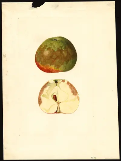 USDA watercolor illustration of Ben Davis