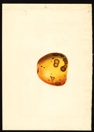 USDA watercolor illustration of Salome