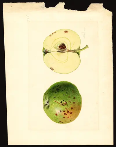USDA watercolor illustration of White Winter Pearmain