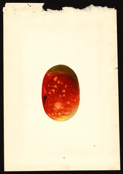 USDA watercolor illustration of York