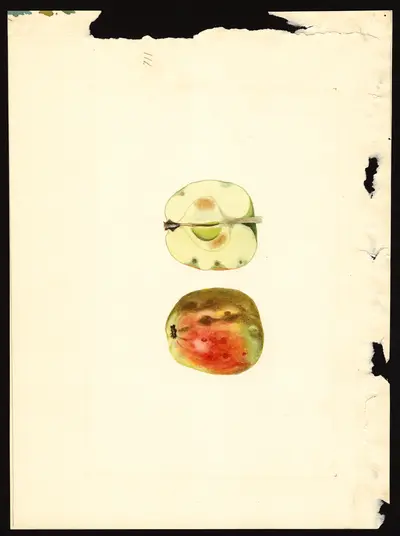 USDA watercolor illustration of Esopus Spitzenberg