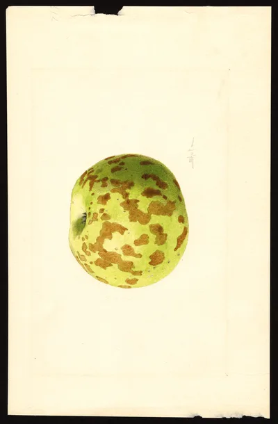 USDA watercolor illustration of Northwestern Greening