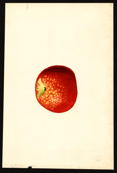 USDA watercolor illustration of Winesap