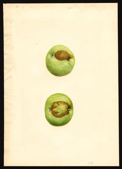 USDA watercolor illustration of Grimes Golden