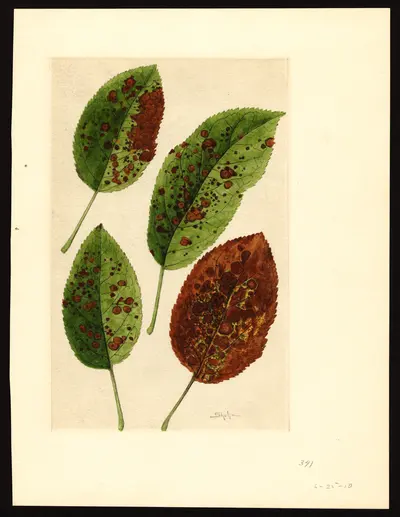 USDA watercolor illustration of York