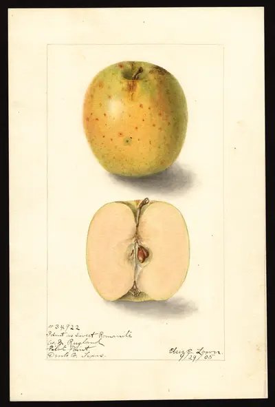 USDA watercolor illustration of Sweet Romanite
